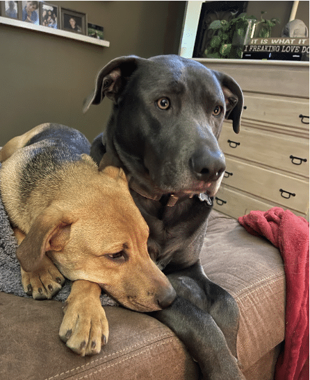 Lucy, a 8 mo old, brown and black Shepherd Mix, lying on a sofa in her foster home. She's up for adoption via Gimme Shelter Animal Rescue in Sagaponack , NY