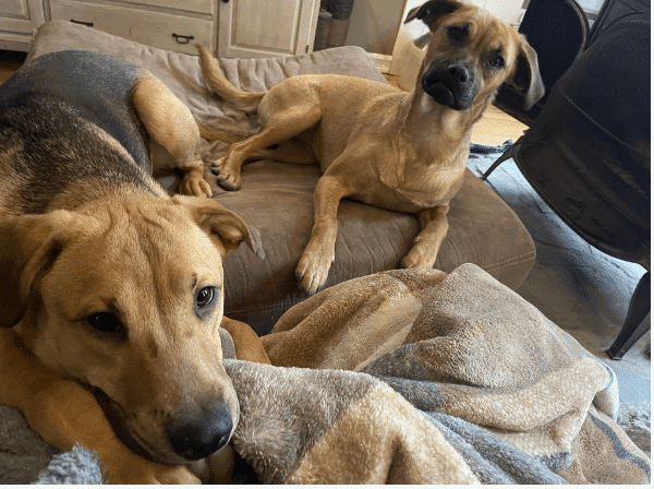 Lucy, a 8 mo old, brown and black Shepherd Mix, with her best friend Shea, lying on a sofa in her foster home.They're up for adoption via Gimme Shelter Animal Rescue in Sagaponack , NY