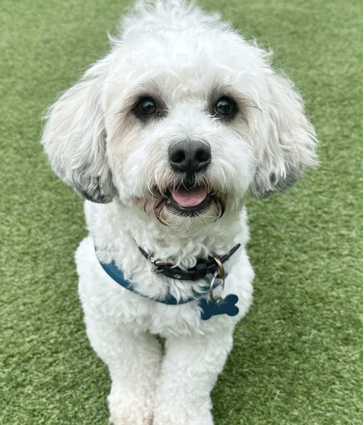 This is Gerard, a 13 lbs., 6 year old white Poodle mix. He's available for adoption at Vanderpump Dogs in Los Angeles.