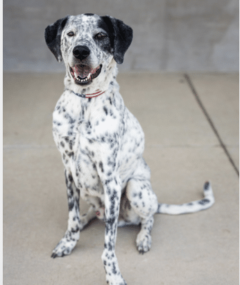 This is Tim, a black and white spotted mixed breed, 12 yrs old, 67 lbs, available for adoption at Longmont Humane Society in Longmont, CO