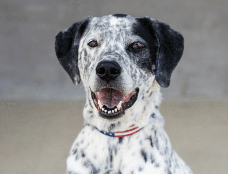 This is Tim, a black and white spotted mixed breed, 12 yrs old, 67 lbs, available for adoption at Longmont Humane Society in Longmont, CO