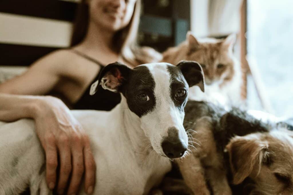 white and black dog with her female human guardian and cat sitting on a sofa