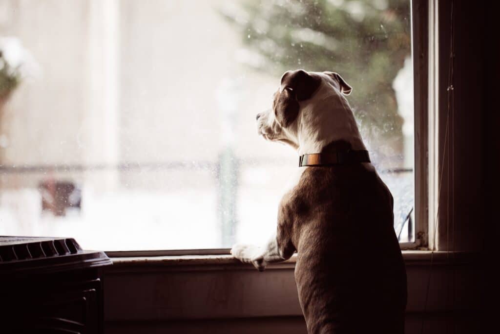 Brown and White dog looking out a window