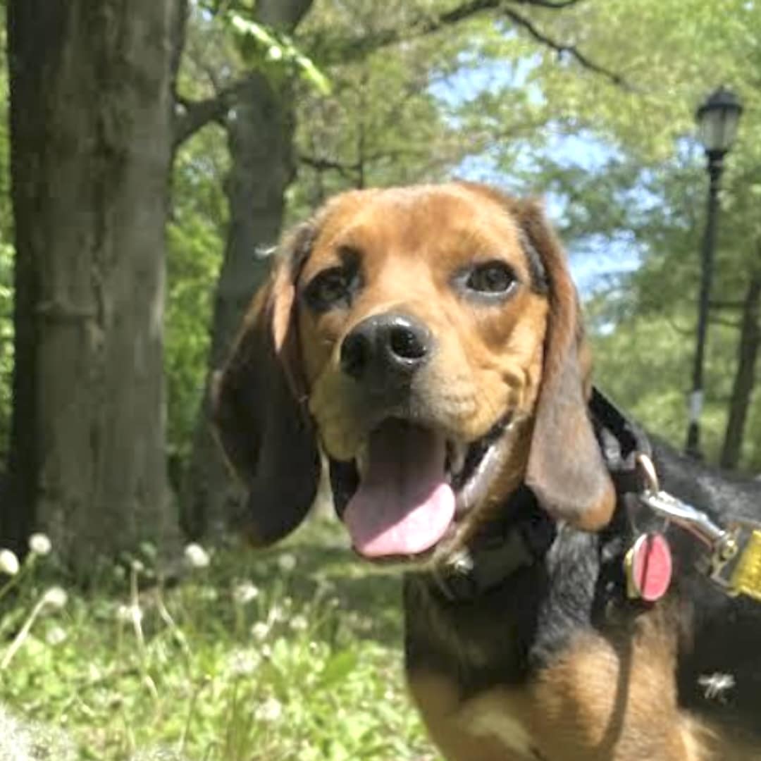 Beagle standing in the woods from Social Tees NYC