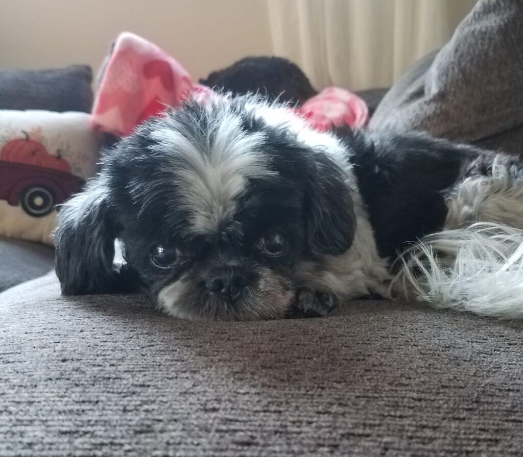 Buddy lying down in November 2019