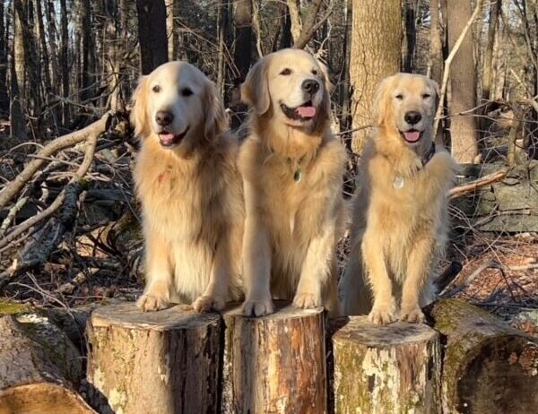 Three adult Golden Retrievers, each posing on a tree stump.