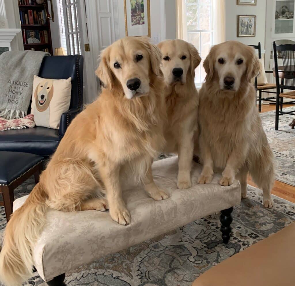 Three adult Golden Retrievers sitting and posing on a bench in what looks to be a living room