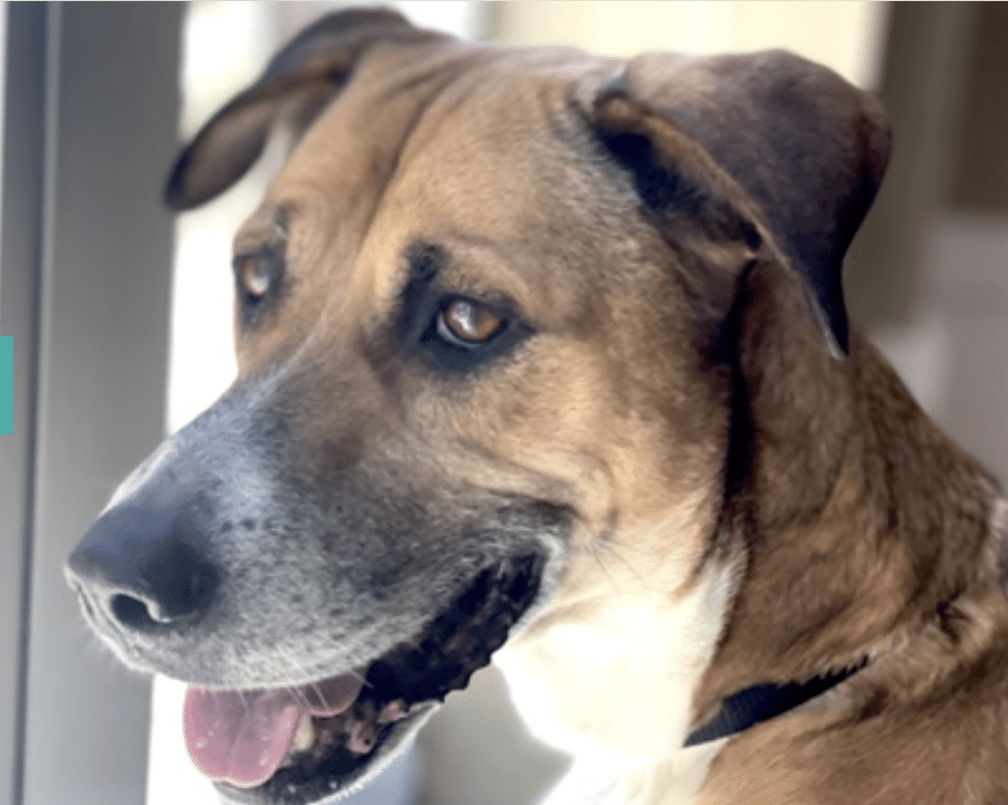 This Georgia, a mid size brown and white mixed breed available for adoption through Pawas Chicago