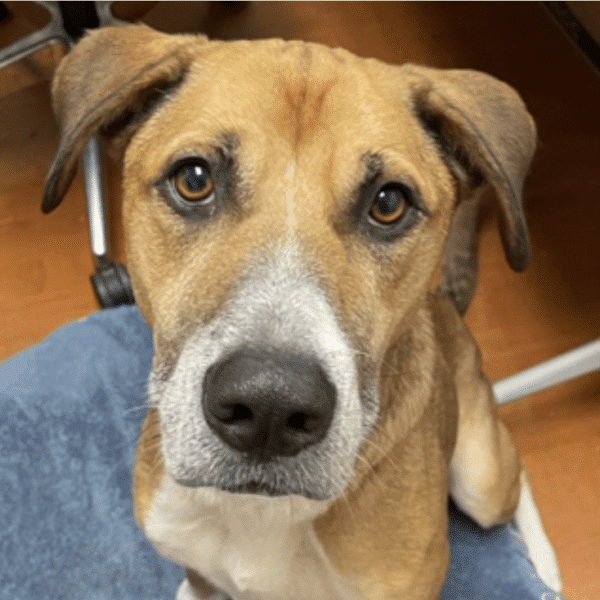 This Georgia, a mid size brown and white mixed breed available for adoption through Pawas Chicago
