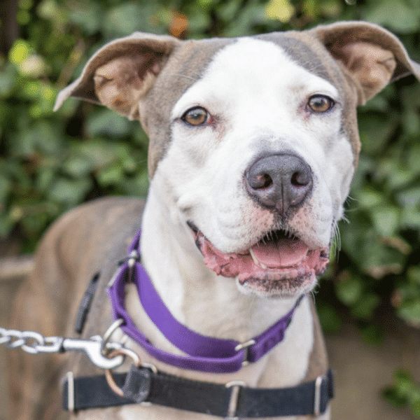 Gray/White American Staffordshire sitting on a street. 4 yrs old, available for adoption through Animal Haven in New York City