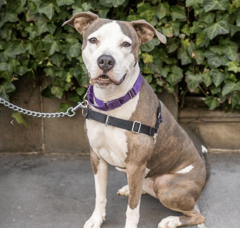 Gray/White American Staffordshire sitting on a street. 4 yrs old, available for adoption through Animal Haven in New York City