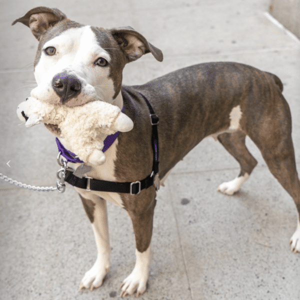 Gray/White American Staffordshire sitting on a street. 4 yrs old, available for adoption through Animal Haven in New York City