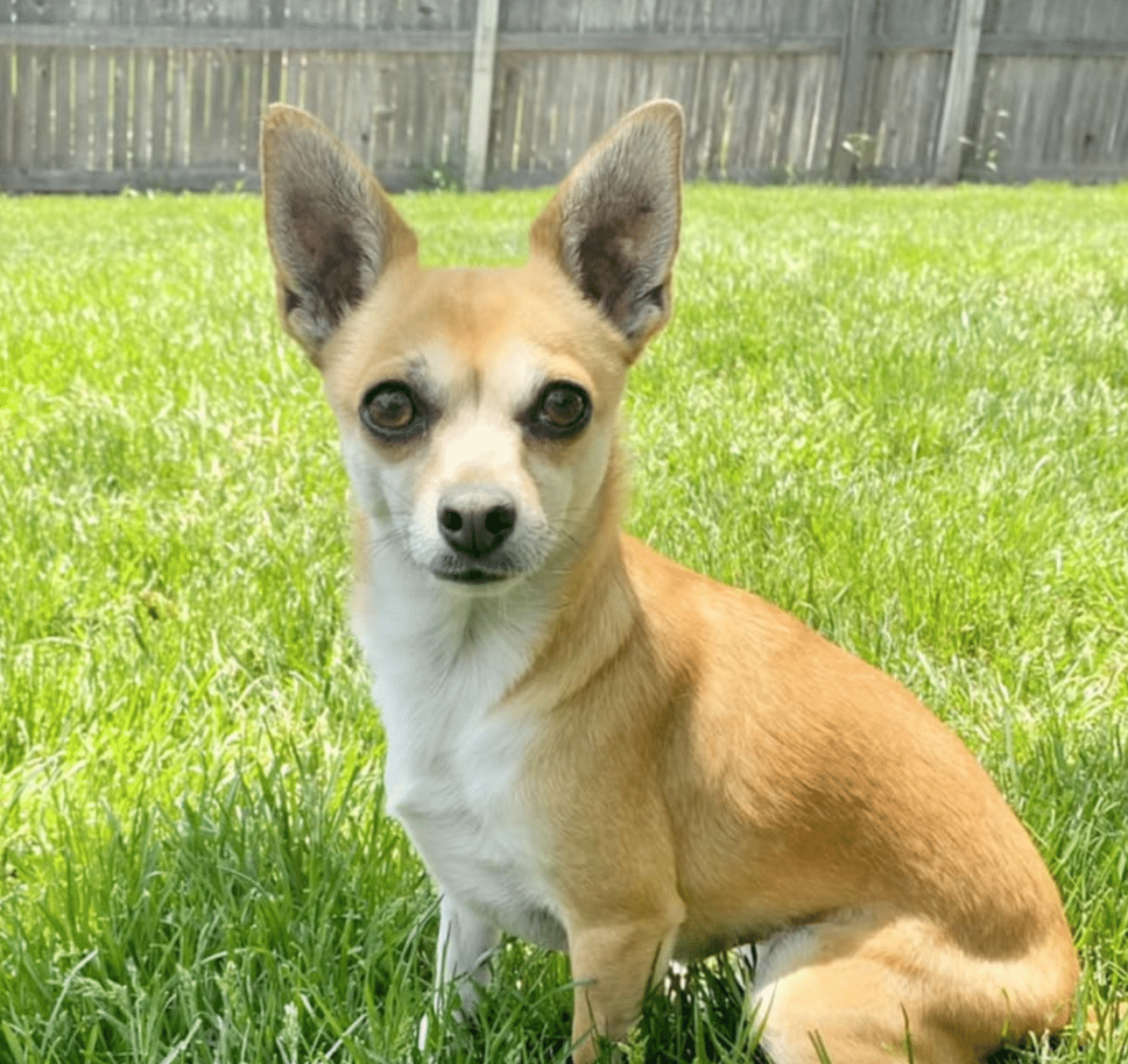 Young adorable light brown and white Chihuahua Terrier Mix available for Adoption at Brighter Days Dog Rescue in Boulder, CO