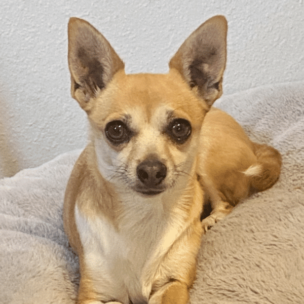 Young adorable light brown and white Chihuahua Terrier Mix available for Adoption at Brighter Days Dog Rescue in Boulder, CO