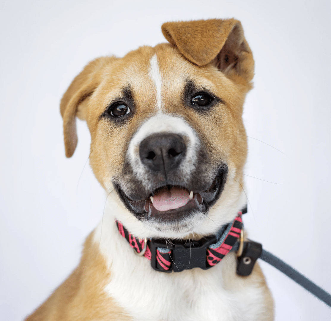 Brown and White 7 mo old German Shepherd Mix available for Adoption at Marley's Mutts about 1 1/2 hours from Los Angeles