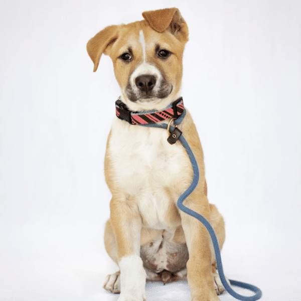 Brown and White 7 mo old German Shepherd Mix available for Adoption at Marley's Mutts about 1 1/2 hours from Los Angeles