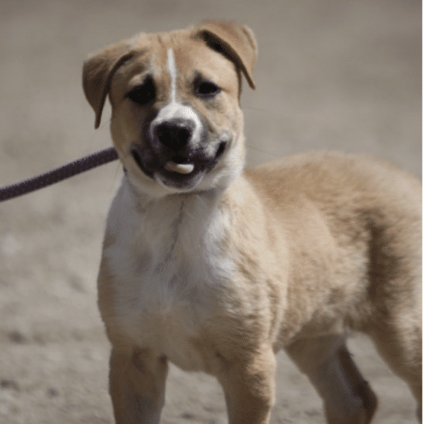 Brown and White 7 mo old German Shepherd Mix available for Adoption at Marley's Mutts about 1 1/2 hours from Los Angeles