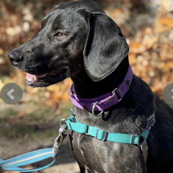 Headshot of black hound mix available for adoption at ARF Hamptons