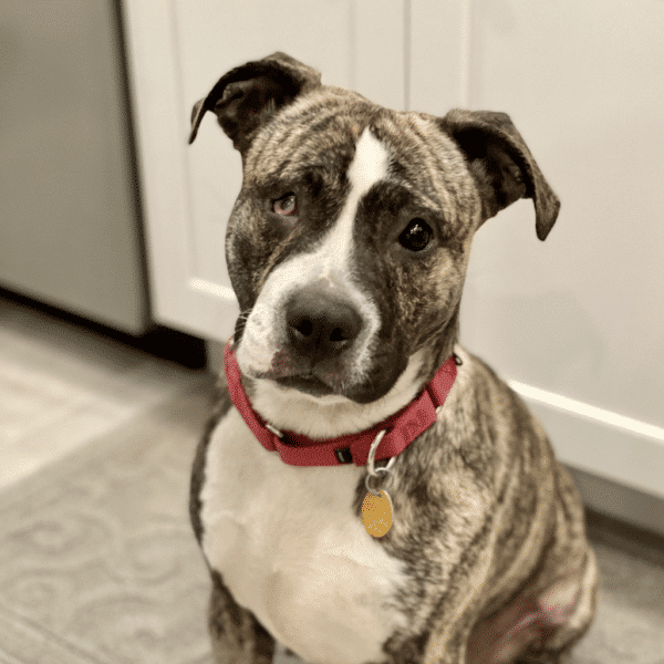 This is Coffee Cake, a brown and white mixed breed, sitting for the photo shoot. Shes wearing a red collar and has a white chest. Available for adoption through PAWS Philadelphia