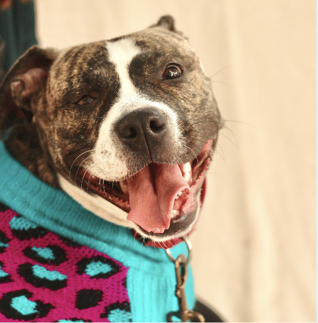 This is Coffee Cake, a brown and white mixed breed, smiling bigly at the camera. Available for adoption through PAWS Philadelphia