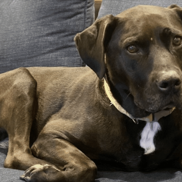 Jada, a black lab mix, five to six years old, lying on a sofa. She's up for adoption at Gimme Shelter Animal Rescue in Sagaponack, NY