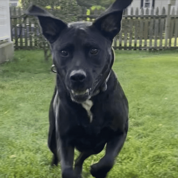 Jada, a black lab mix, five to six years old, running towards the camera in a fenced in yard. She's up for adoption at Gimme Shelter Animal Rescue in Sagaponack, NY
