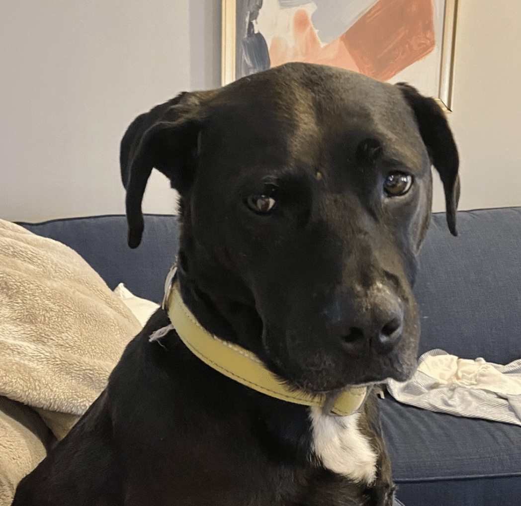 Jada, a black lab mix, five to six years She's sitting on her hind legs, posing for the camera. She's up for adoption at Gimme Shelter Animal Rescue in Sagaponack, NY