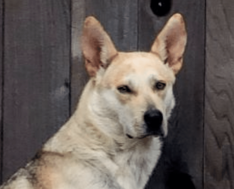 Skye, a 3 1/2 year old German Shepherd standing in front of a weathered clapboard fence, looking up and facing the camera.