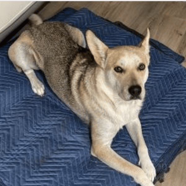 Skye, a 3 1/2 year old German Shepherd lying on a blue floor mat, looking up and facing the camera.