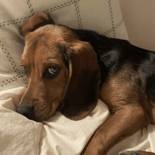 Kennedy, a 2 year old brown beagle lying down on a cushion or sofa, with his eyes looking at the camera