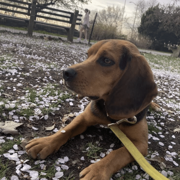 Kennedy, a 2 year old brown beagle lying down