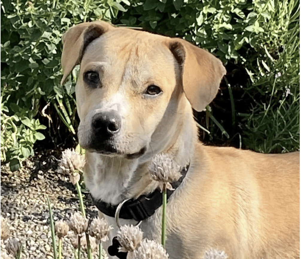 light brown 1 year old Chihuahua Beagle mix looking at the camera, outside.