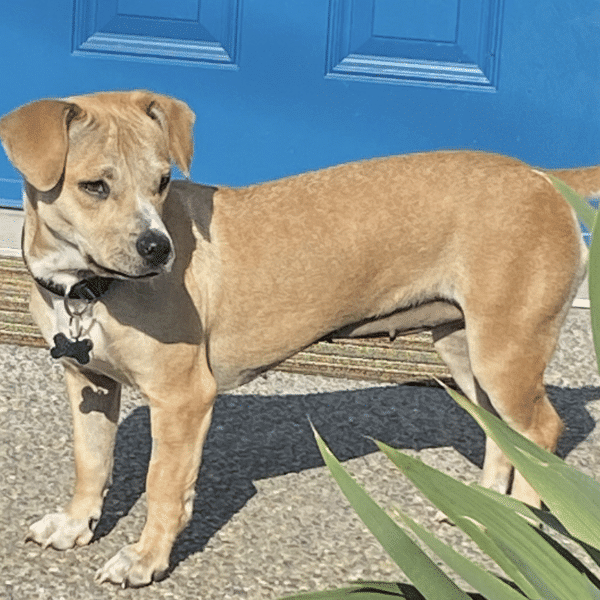 light brown 1 year old Chihuahua Beagle mix , outside, standing in front of of blue door, outside.