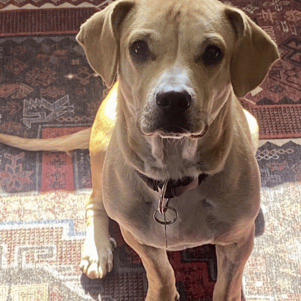 light brown 1 year old Chihuahua Beagle mix looking at the camera, outside.