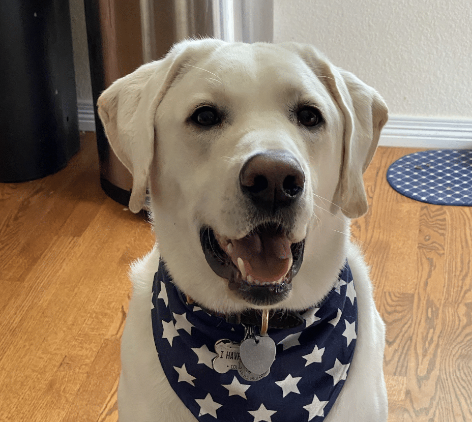 Tank, a four year old yellow labrador retriever wearing a blue bandana with white stars