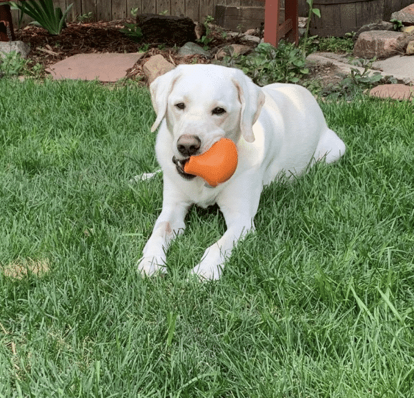 Yellow Labrador retriever sitting on the grass witih an orange ball in his mouth