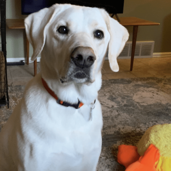 Tank, a 4 yr old yellow Labrador Retriever, sitting, looking at the camera