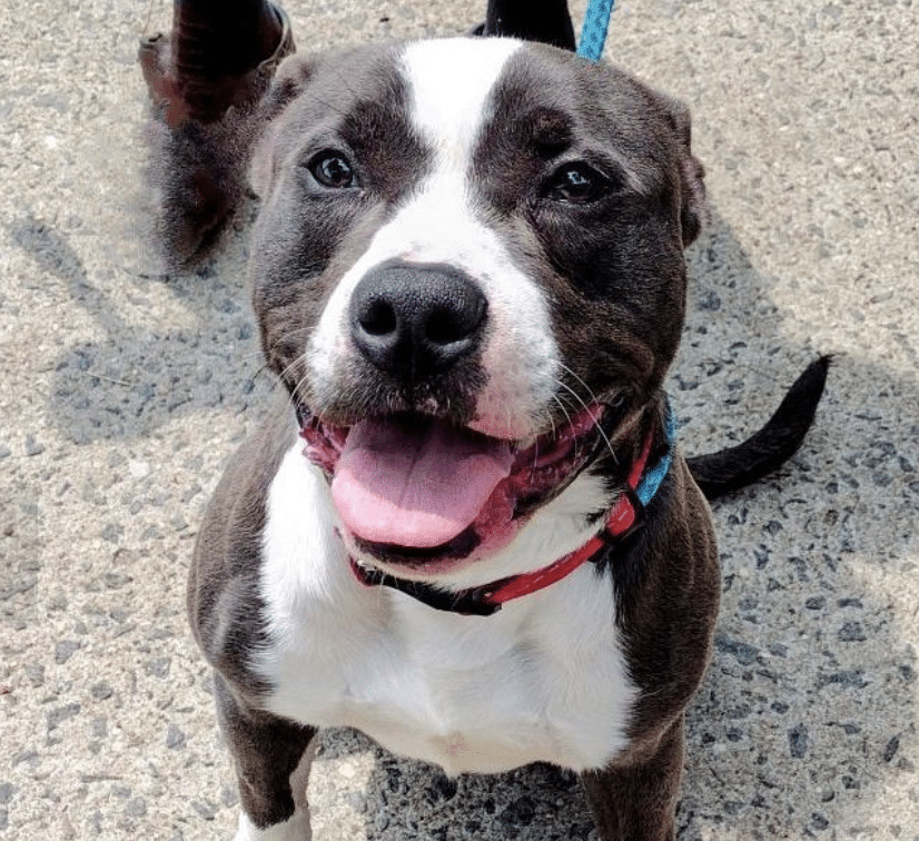 Black and white 6 mo pitbull named chester available for Aooption at New York Bully Crew