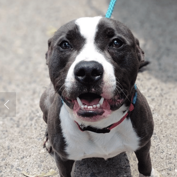 Black and white 6 mo pitbull named chester available for Aooption at New York Bully Crew