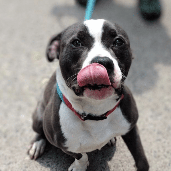 Black and white 6 mo pitbull named chester with this tongue sticking out. Available for Aooption at New York Bully Crew