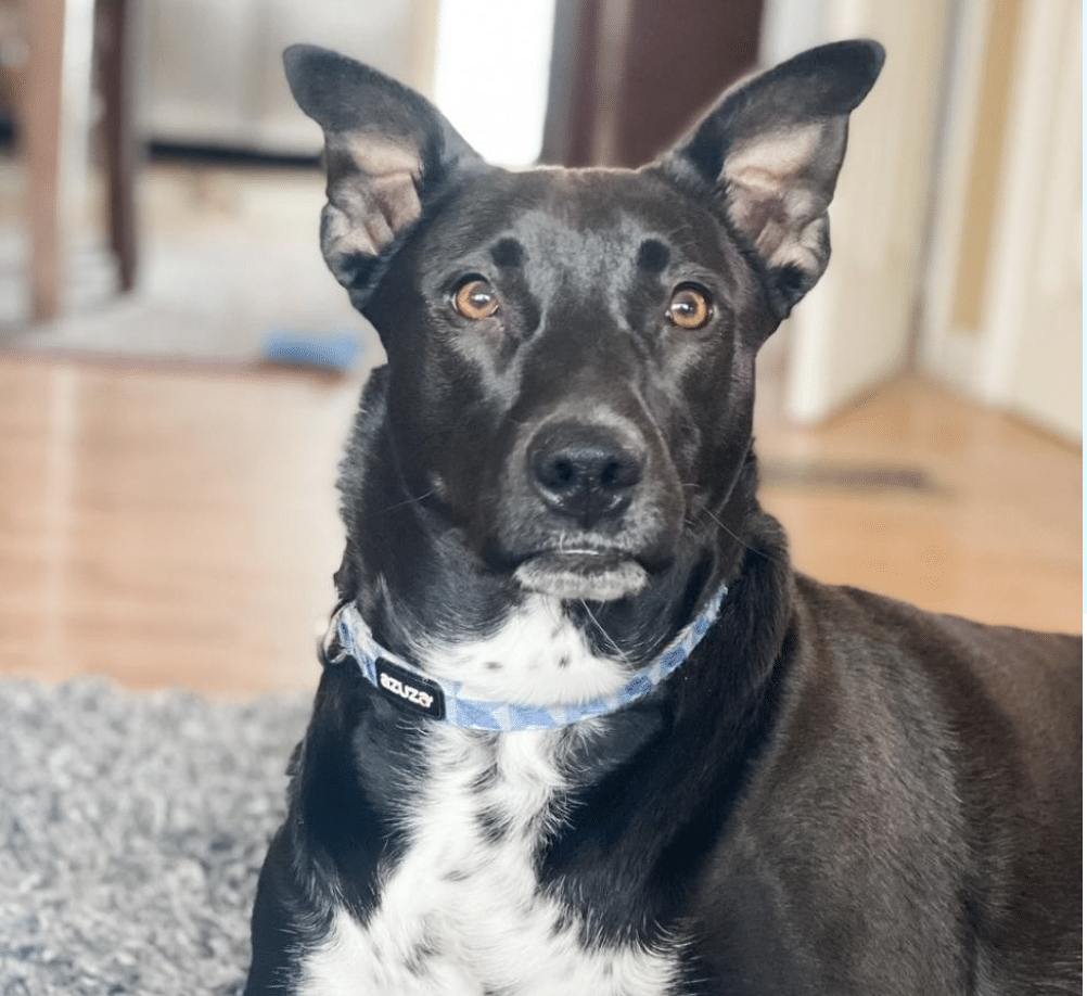 Black with white neck Mixed Breed named Joan Jett available for adoption at Paws Philadelphia