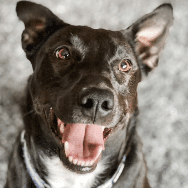 Black with white neck Mixed Breed named Joan Jett available for adoption at Paws Philadelphia