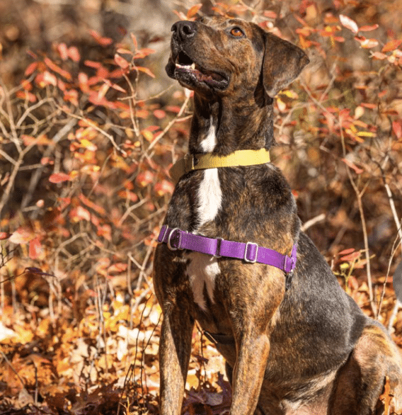 Dark Brown and white 4 yr old Hound Plott up for adoption via ARF Hamptons