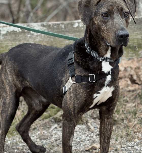 Dark Brown and white 4 yr old Hound Plott up for adoption via ARF Hamptons