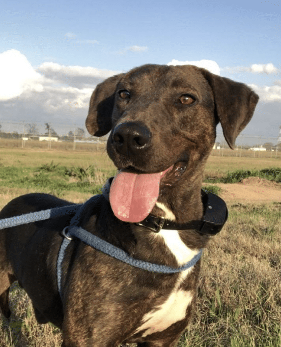 Dark Brown and white 4 yr old Hound Plott up for adoption via ARF Hamptons