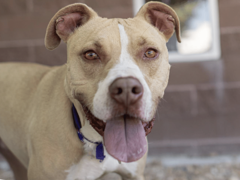 A fawn and white colored mixed breed that looks to have some American Staffordshire in him. He's 2 yrs old and available for adoption through Dumb Friends league in Denver.