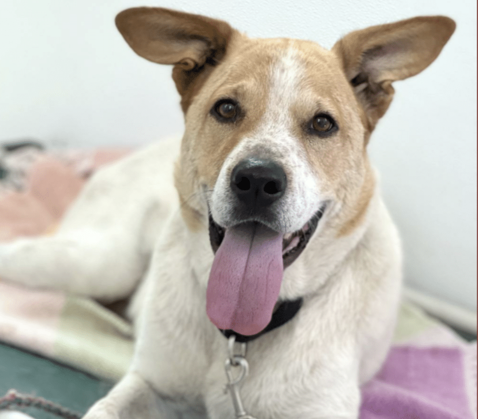 Mostly white with fawn and white colored face, Shepherd Autralian Mix available for adooption in Austin, TX at Austin Pets Alive.