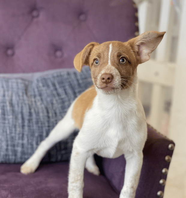 Browsn and white Terrier/Mystery mix sitting on purple sofa. 3 months old. Available for adoption at Vanderpump dogs in Los Angeles.