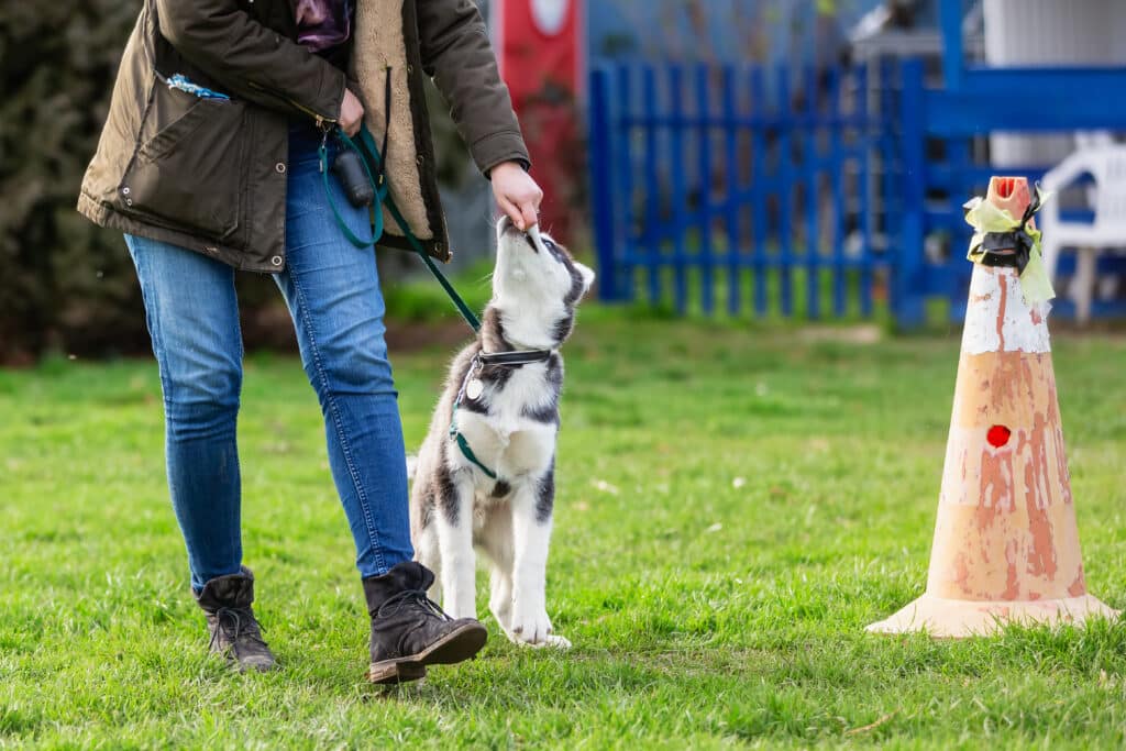 picture of a woman who trains with a young husky on a dog training field