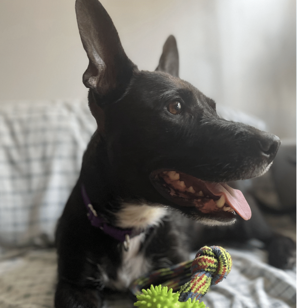 Black 4 year old Mixed Breed with white neck, profile shot